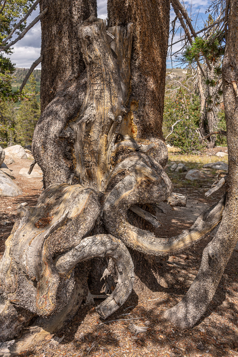 Tree 7 photo