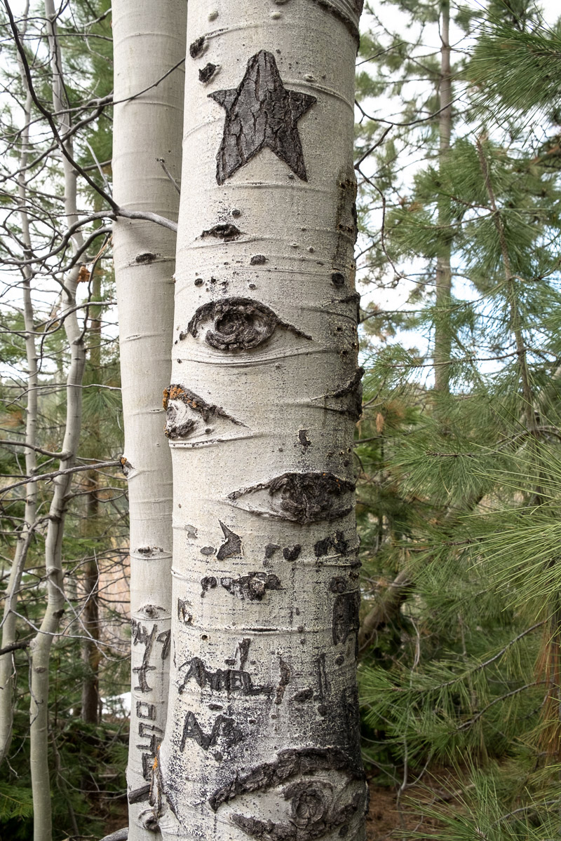 Tree 8 photo