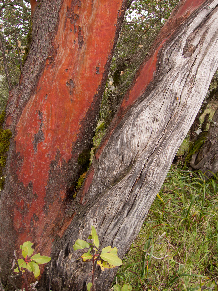 Tree 13 photo