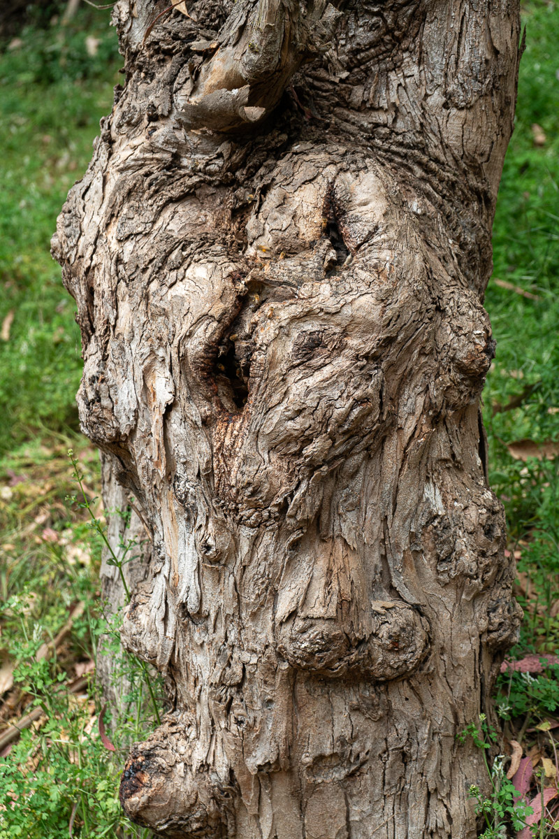 Tree 15 photo
