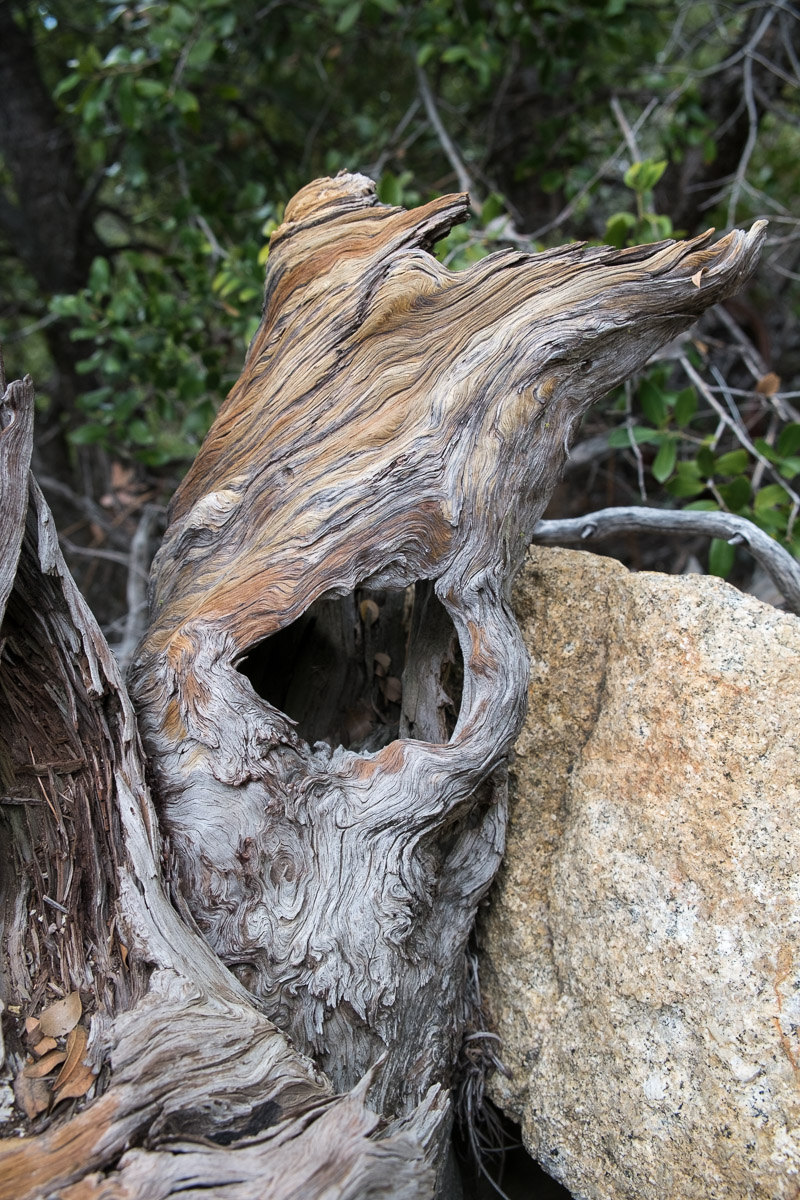 Tree 16 photo