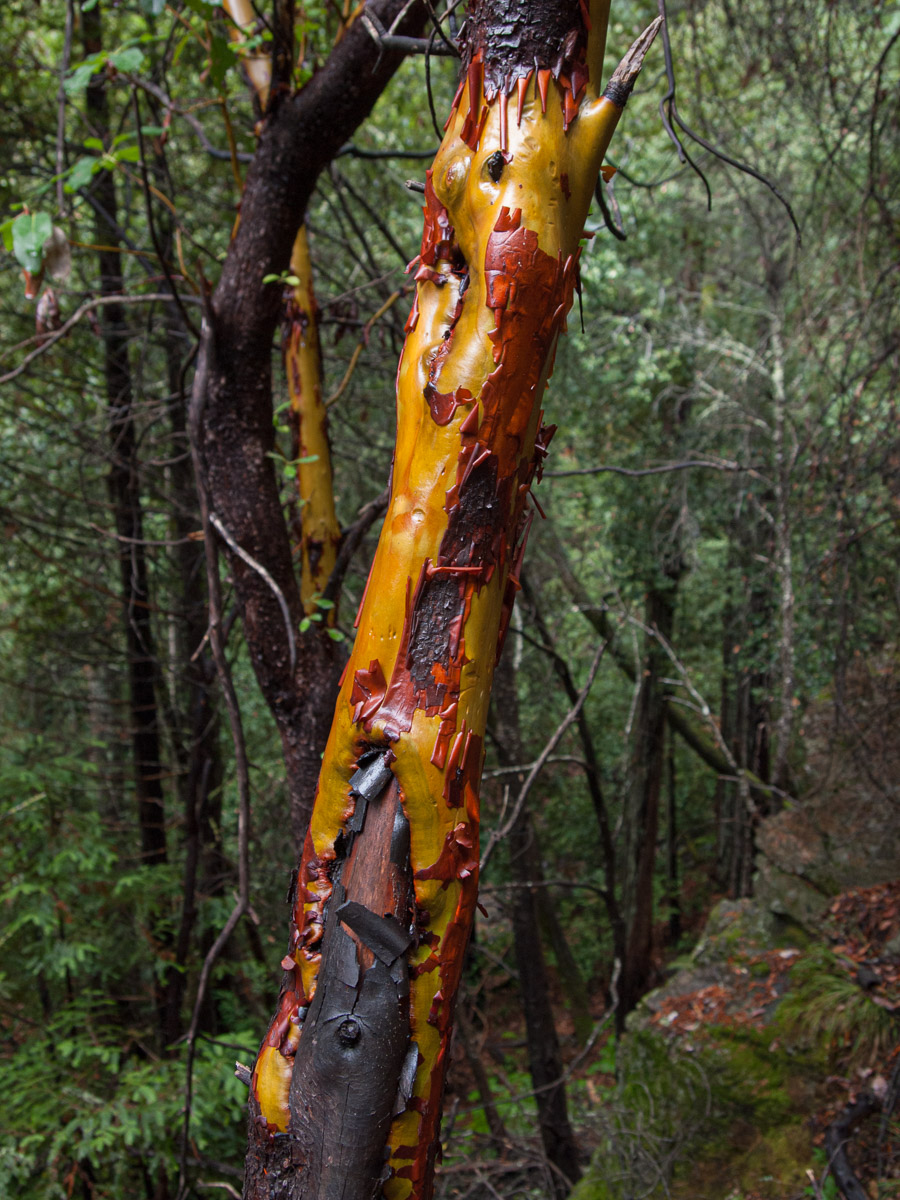Tree 19 photo